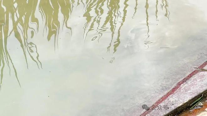 13000元亩！罗氏沼虾助农增产增收“稻虾共作”是秘诀(图2)