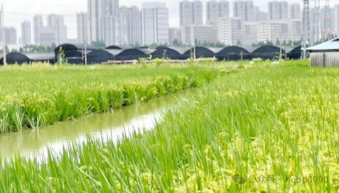 13000元亩！罗氏沼虾助农增产增收“稻虾共作”是秘诀(图4)