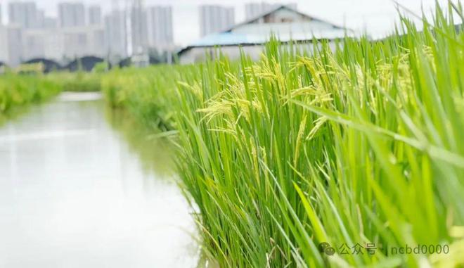 13000元亩！罗氏沼虾助农增产增收“稻虾共作”是秘诀(图5)