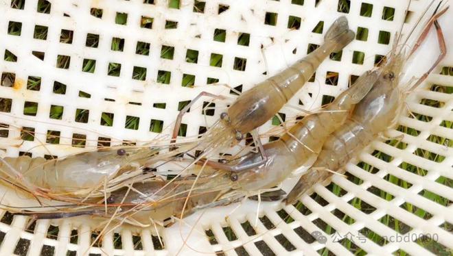 13000元亩！罗氏沼虾助农增产增收“稻虾共作”是秘诀(图7)