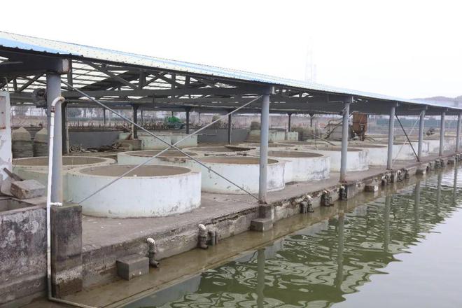 “智”变新生！嘉定这个60年的老鱼塘正在“爆改”中(图2)