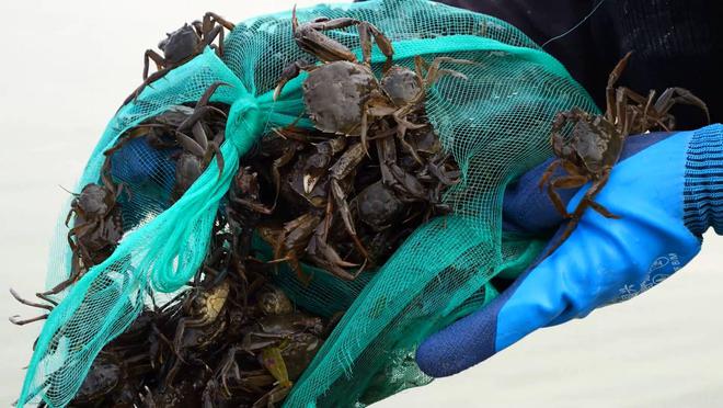 kaiyun：东营垦利区：黄河口大闸蟹早春放苗开启水上“春耕”新篇章(图2)