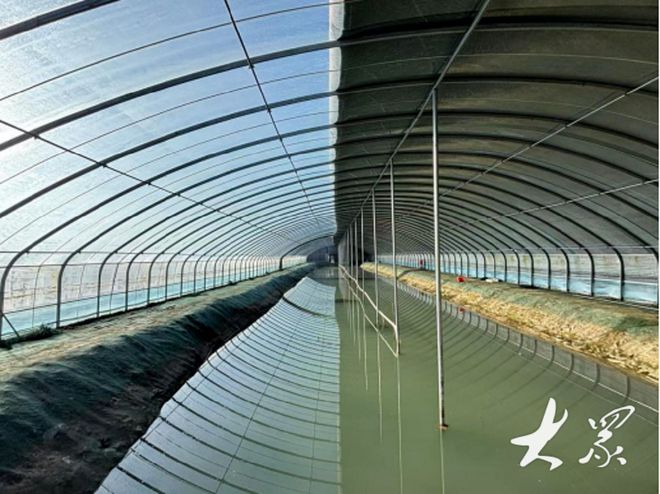 破解“冬荒”困局！鱼台小龙虾冬养成功(图2)