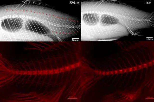 kaiyun入口：又一条“无刺鱼”诞生！黑龙江水产研究所干的！(图2)