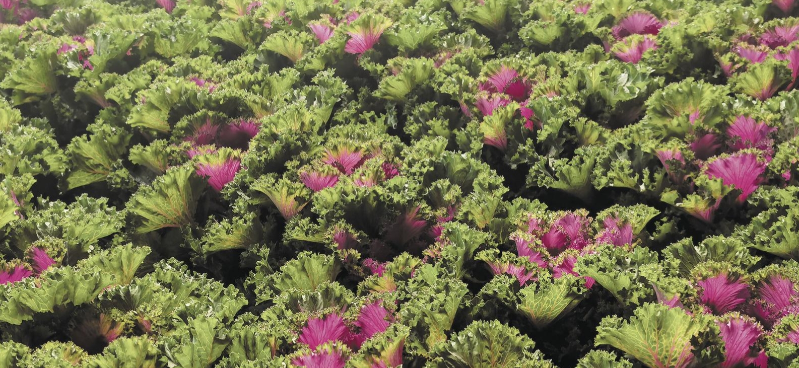 kaiyun：“冷凉资源”变“火热产业”(图2)