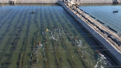 【“经”彩乐亭】乐亭渔业：春潮涌动苗种生产开启全年丰收序章(图4)