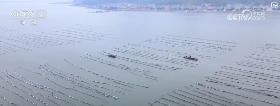 kaiyun：海产养殖步入收获季海上牧场喜迎丰年盛景(图1)