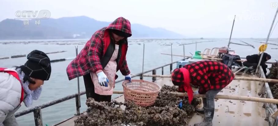 kaiyun：海产养殖步入收获季海上牧场喜迎丰年盛景(图2)
