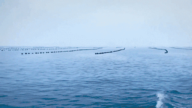 推动农业转型！盘锦全力构建现代农业全产业链体系(图2)