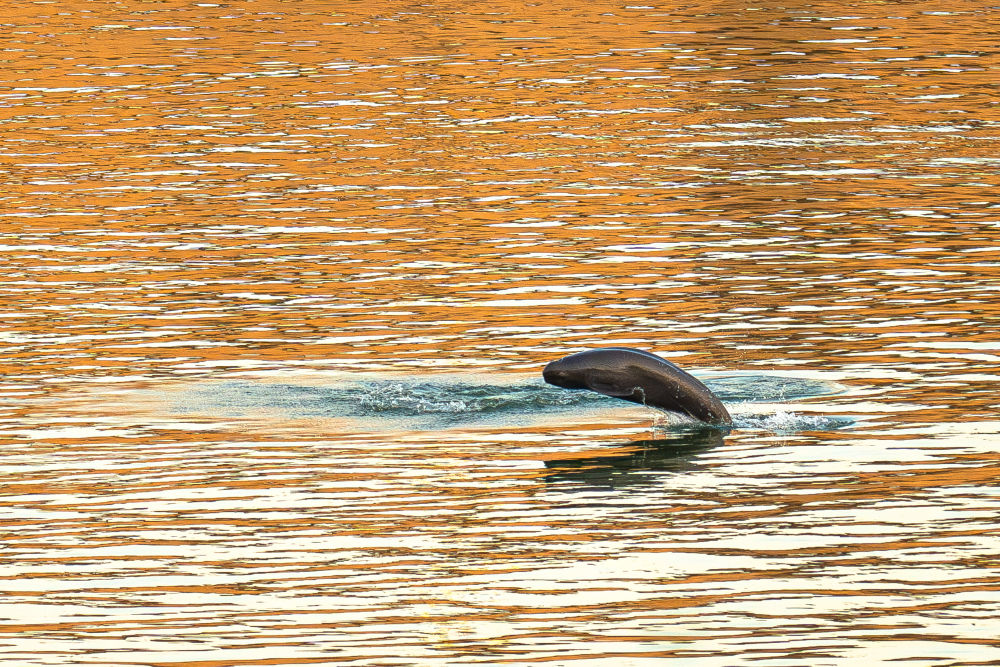kaiyun：从休养生息到生生不息——长江禁渔五年观察(图2)