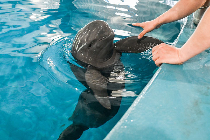 kaiyun：从休养生息到生生不息——长江禁渔五年观察(图7)