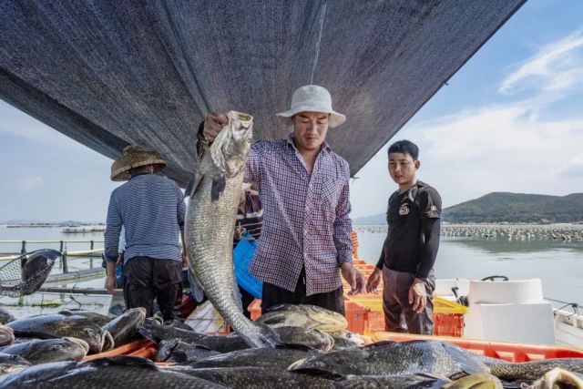 鱼胶变“金胶”：广东渔业高质量发展新样本(图5)