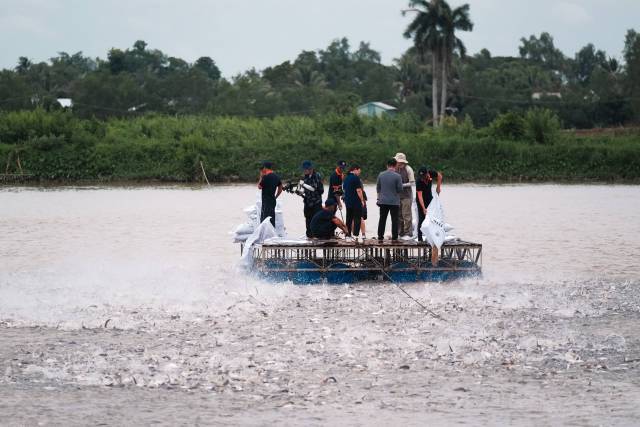 鱼胶变“金胶”：广东渔业高质量发展新样本(图8)