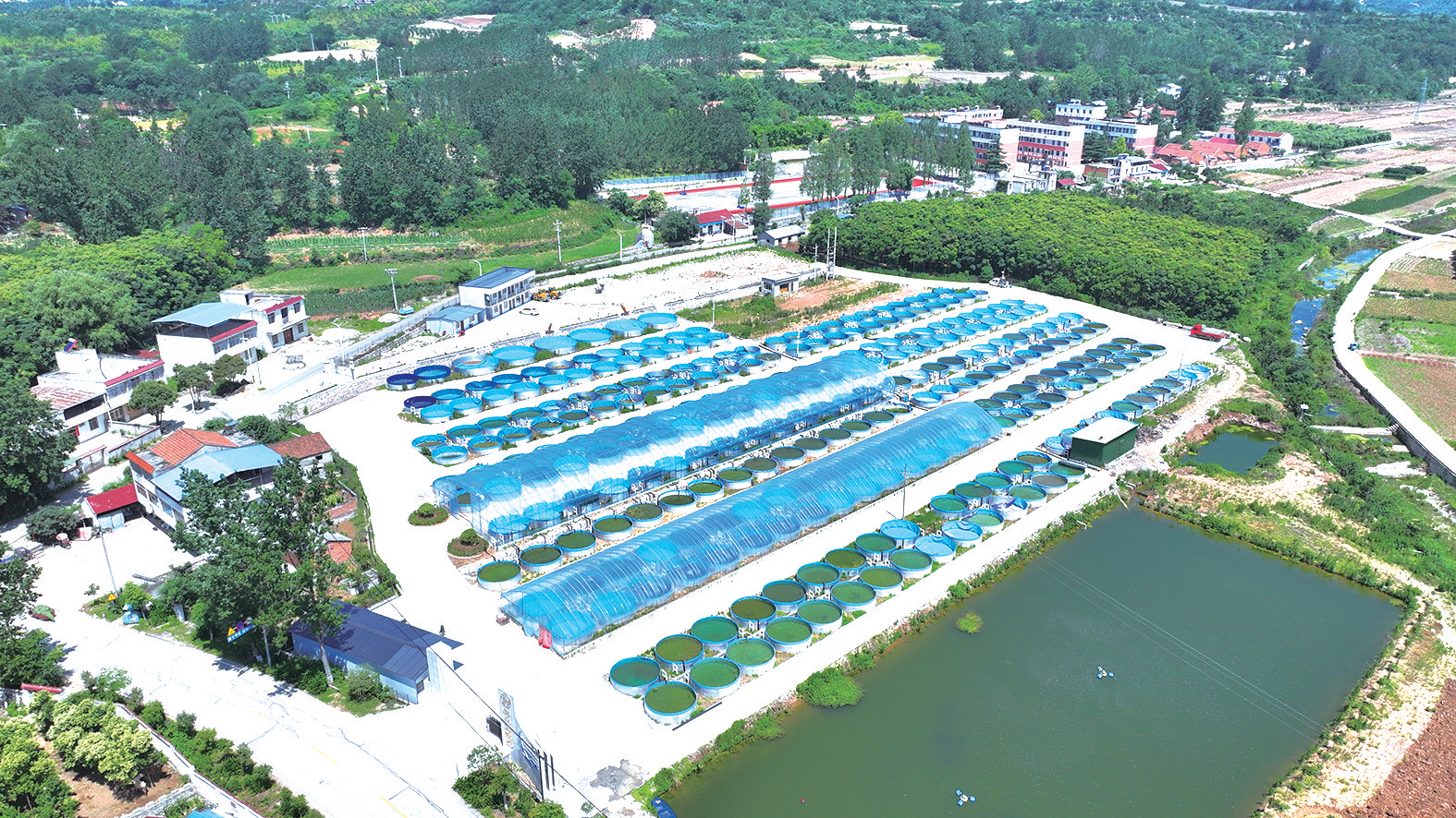 “一条鱼”的绿色产业突围之路——丹江口市以“丹江鲌”品牌书写生态渔业新篇章(图4)