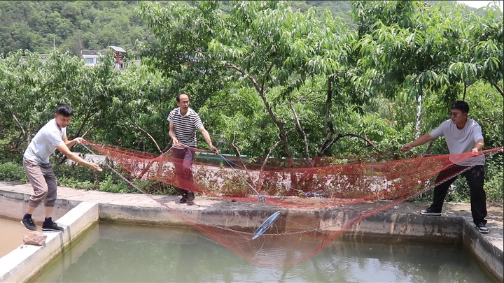 习水：“金农鱼”跃动稻香经济(图4)