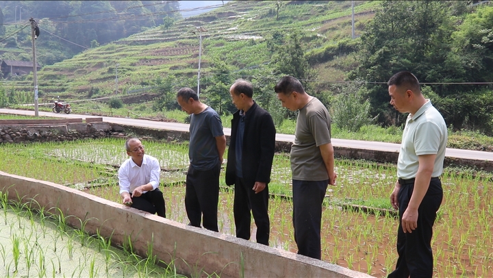 习水：“金农鱼”跃动稻香经济(图3)
