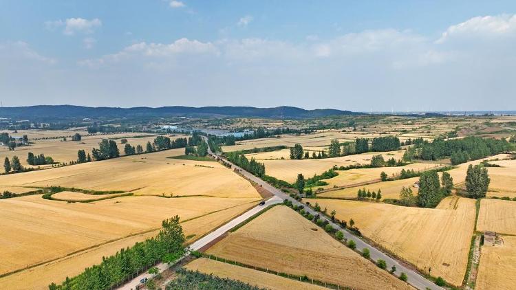 走在前挑大梁丨藏粮有方“齐鲁粮仓”更满更优(图3)