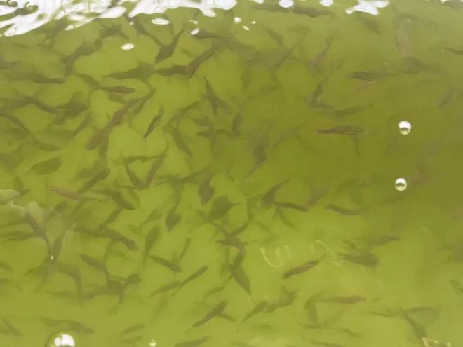 kaiyun入口：靖远县全自动化水产养殖首批鱼苗入池(图3)