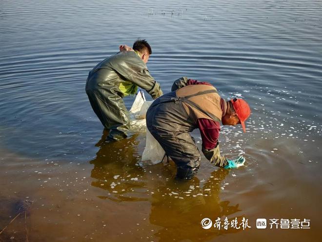 kaiyun入口：更多海鲜有望内陆养！黄海所带2万尾海鲈鱼探索内陆盐碱水域养殖(图2)