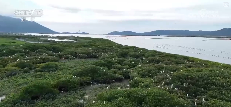kaiyun：制度完善→设施升级→系统修复结硕果！多维度绘就海洋生态保护美丽画卷(图6)