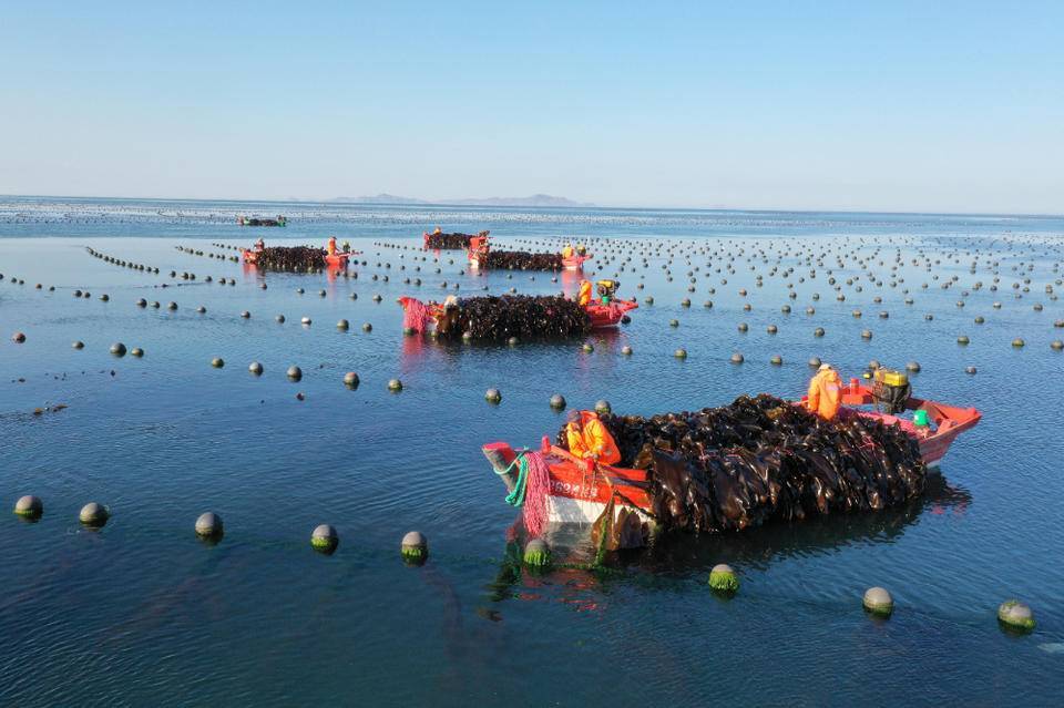 kaiyun：凤观丨向海而兴山东加速“蓝色崛起”(图3)