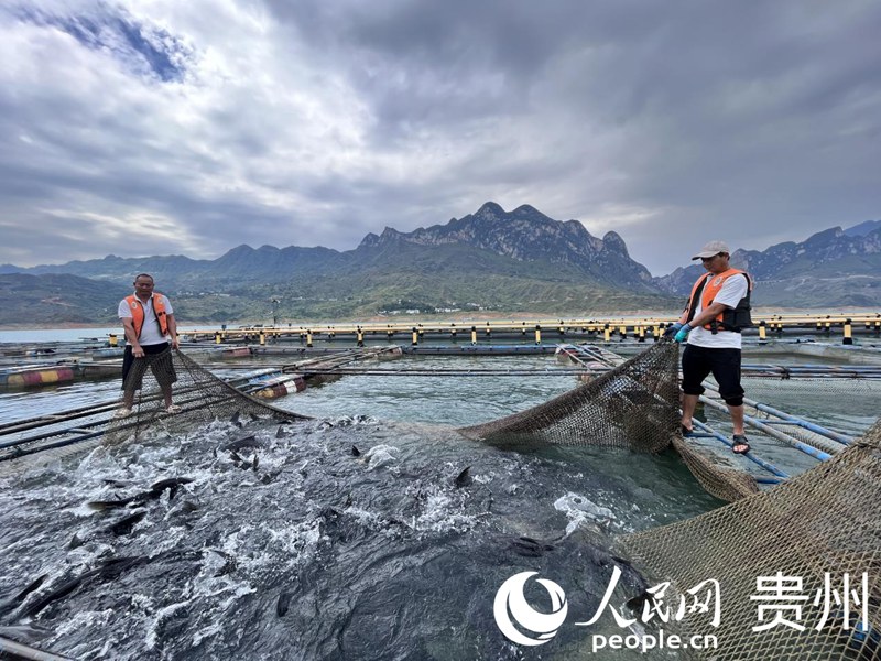 kaiyun入口：贵州：生态渔业“绿水生金”(图1)