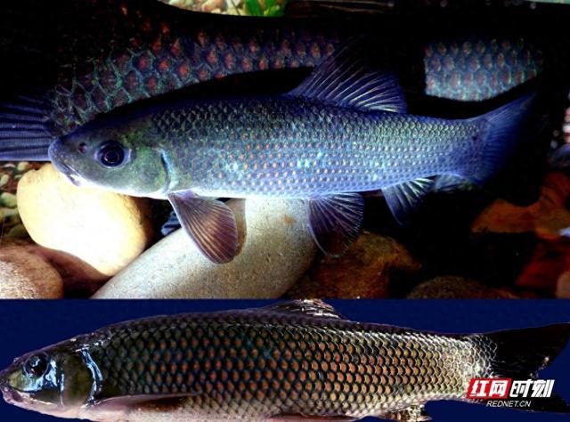 守护“沅水精灵”湘华鲮：湖南近二十年攻关实现生态保护与产业反哺双赢(图1)