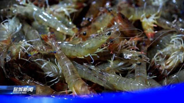 盐城响水县：斑节虾跳向大江南北(图1)