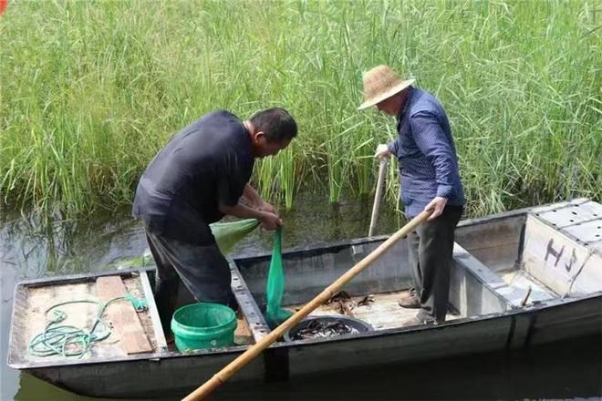 kaiyun入口：老城街道：鱼苗投放正当时不遗“渔”力赴振兴(图2)