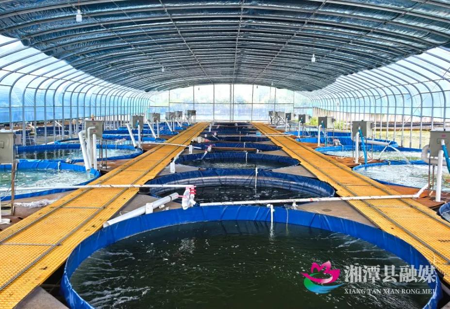 湘潭县锦石乡：“一潭活水”掀起特色水产“致富浪花”(图2)