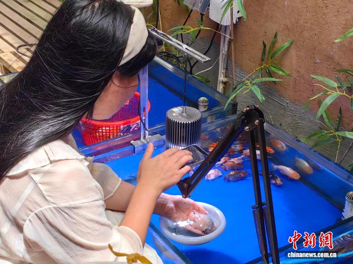 kaiyun入口：活力中国调研行）“金鱼之乡”闽侯“游”出产业生态链(图2)