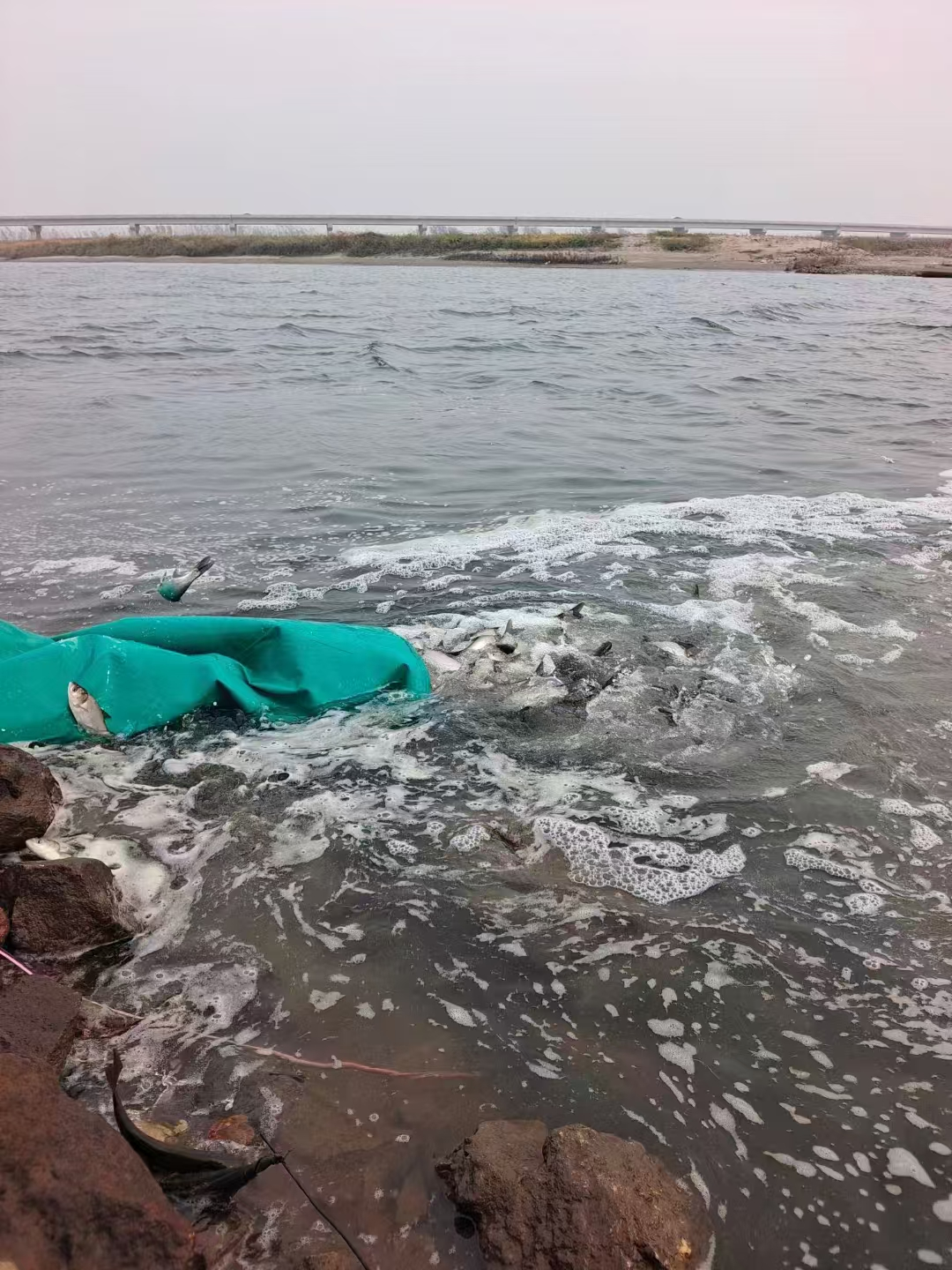 kaiyun网站：功在当下利在千秋——鞍山市2024年渔业增殖放流圆满完成(图2)