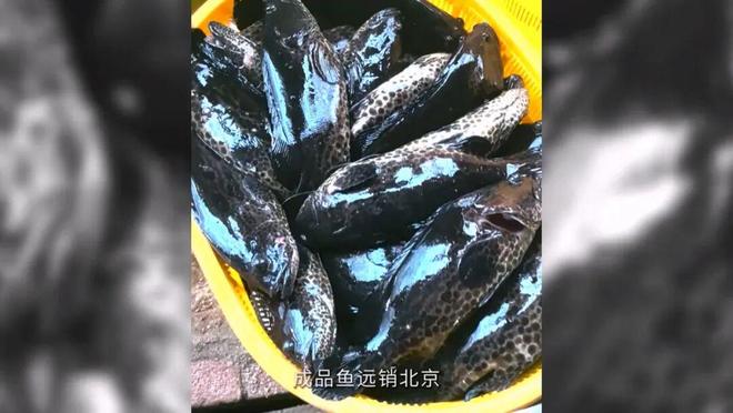 “芯”力量让福建海鲜不再“北漂”(图3)