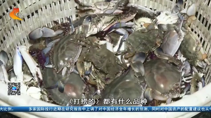 【经济新观察】河北：“耕海牧渔”筑牢“蓝色粮仓”(图3)