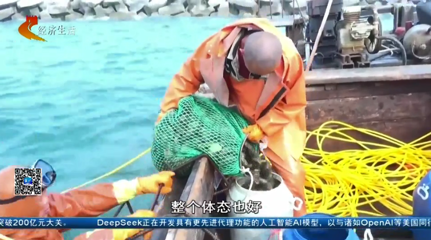 【经济新观察】河北：“耕海牧渔”筑牢“蓝色粮仓”(图7)