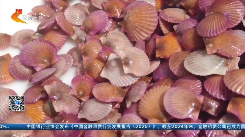 【经济新观察】河北：“耕海牧渔”筑牢“蓝色粮仓”(图9)