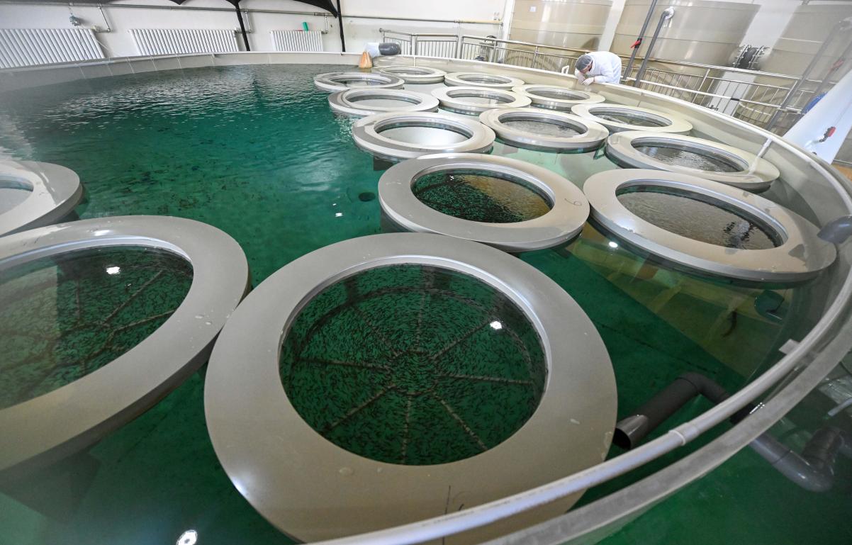 河北围场：“山海协作”打通三文鱼产业链塞罕坝下书写“绿富同兴”新篇(图2)