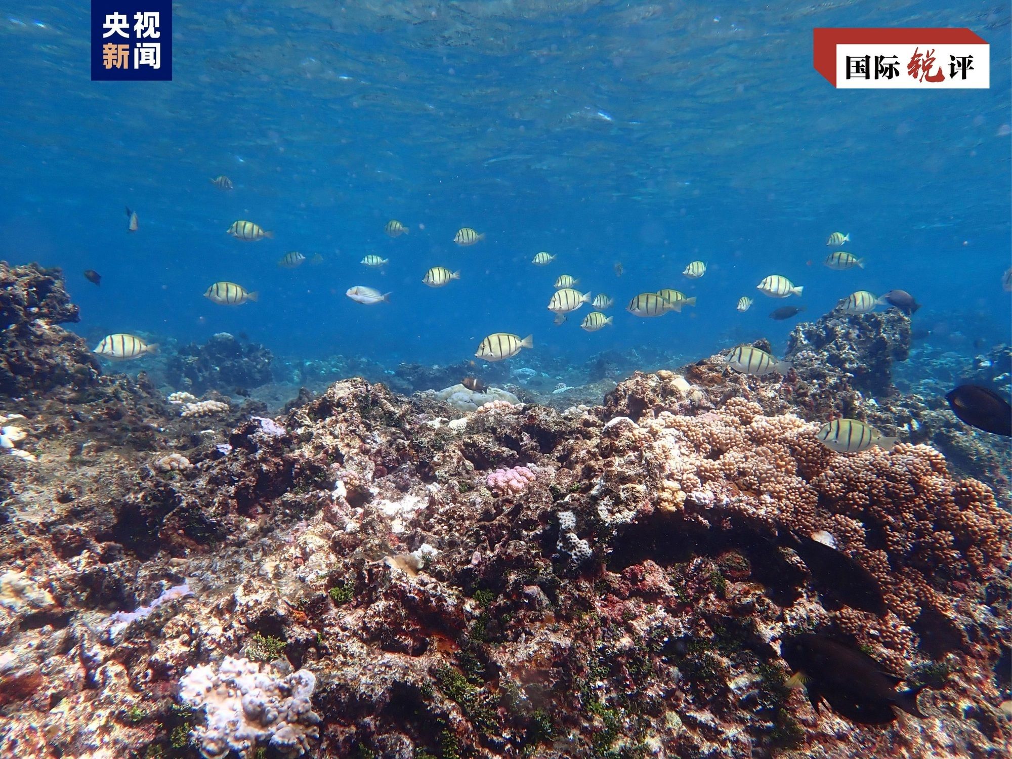 菲方所谓“抗议”恰恰证明中方对黄岩岛生态保护合理合法(图2)