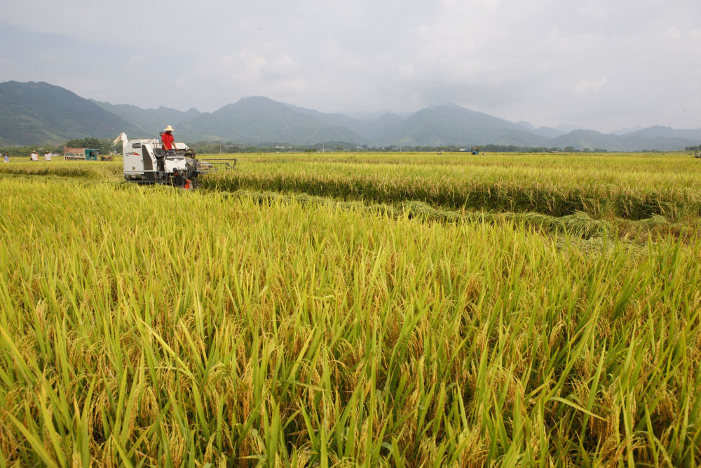 广西特色产业提质增效助力乡村振兴(图2)