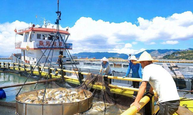 kaiyun入口：飞“黄”腾达、吉庆有“鱼”！连江深水养殖100万尾大黄鱼丰收上市(图2)