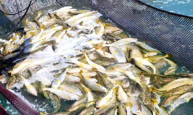 kaiyun入口：飞“黄”腾达、吉庆有“鱼”！连江深水养殖100万尾大黄鱼丰收上市(图3)