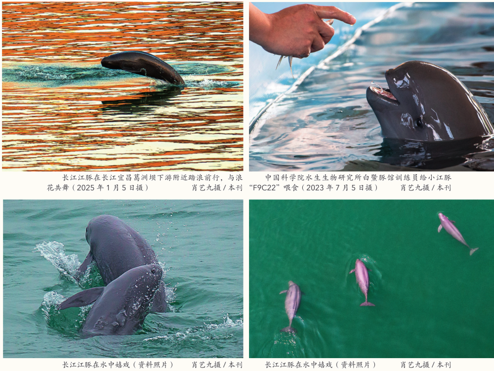 今天新华社《瞭望》聚焦湖北(图3)