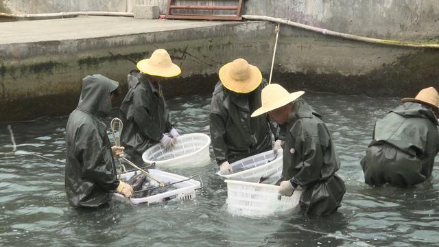 2024年中国农民丰收节暨陕西安康生态渔业丰收节活动在岚皋县举行(图5)