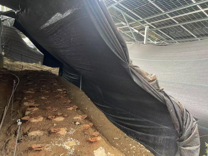 kaiyun：粤桂协作大唐赋能：大化瑶乡多元产业帮扶结硕果(图3)