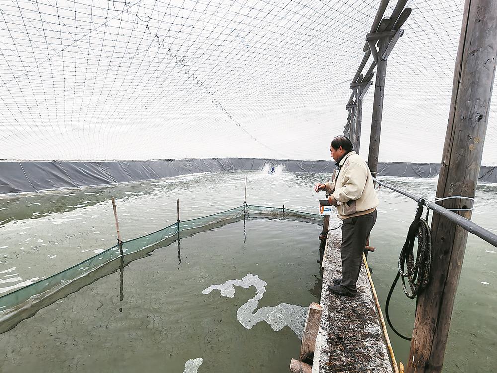 “最好吃”的海鱼不再“娇贵”-新华网(图2)