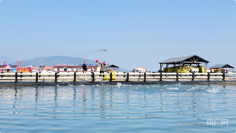 kaiyun网站：行进的海岸线｜潮起三都澳：一尾“金黄”跃居全国八成市场(图2)