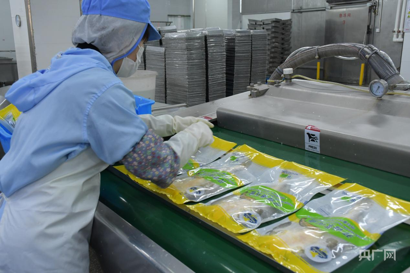 kaiyun网站：行进的海岸线｜潮起三都澳：一尾“金黄”跃居全国八成市场(图3)