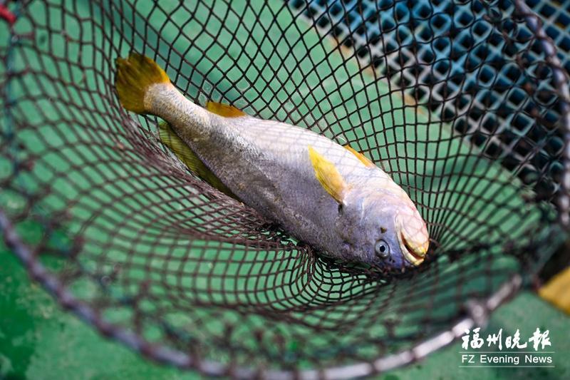 kaiyun入口：连江筱埕镇：“三产融合”发展绘就“富村山居图”(图3)