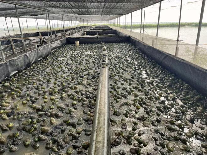 胡志锋：破局牛蛙“捆绑销售”恒兴引领产业价值重构与绿色发展！(图3)