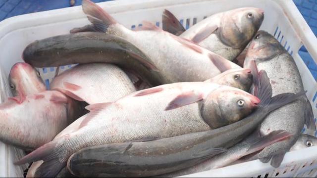 kaiyun：江西万安：冬捕开网鱼满仓生态渔业绘就增收画卷(图2)